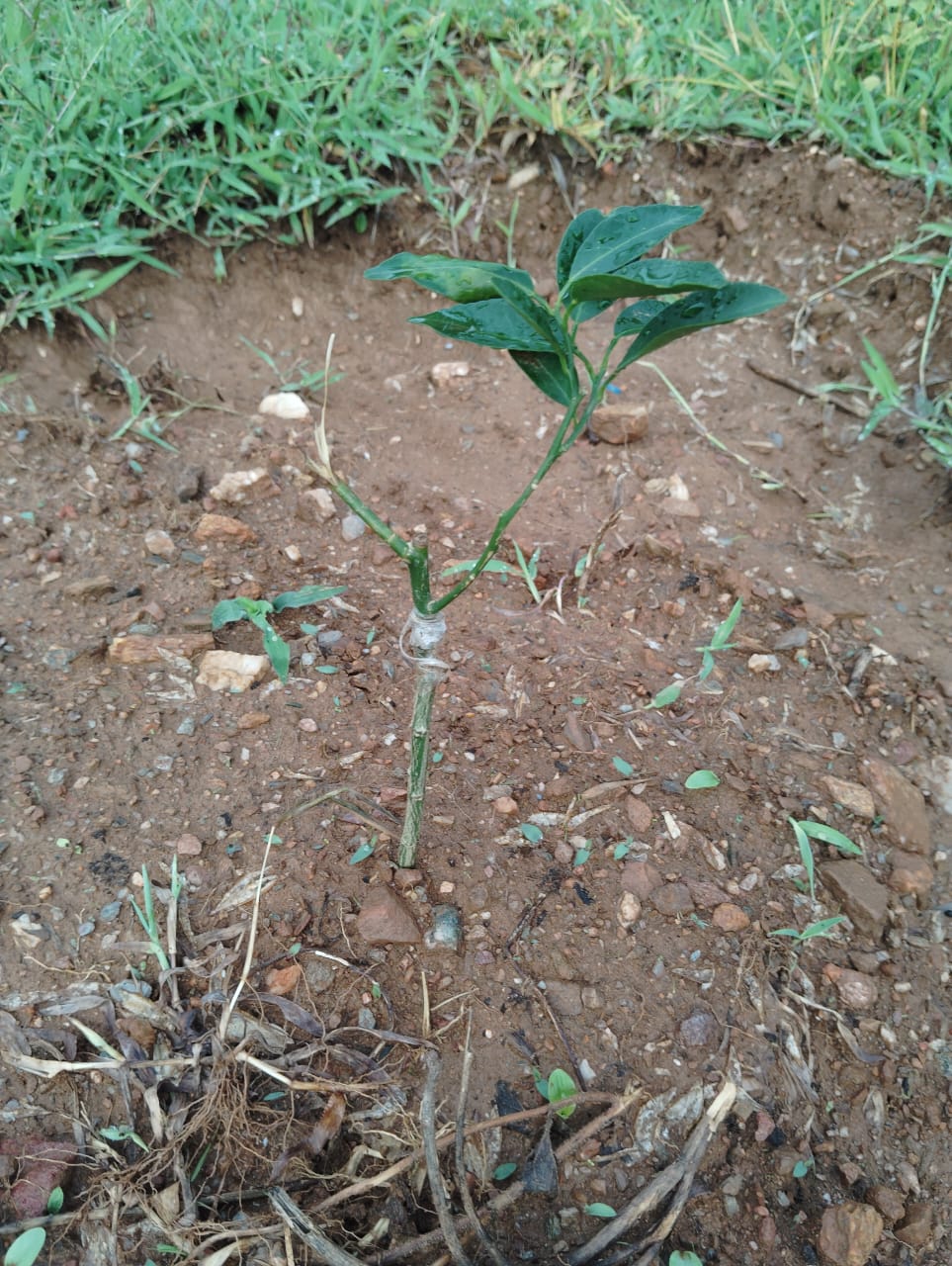 Planted Saplings of Mandarin