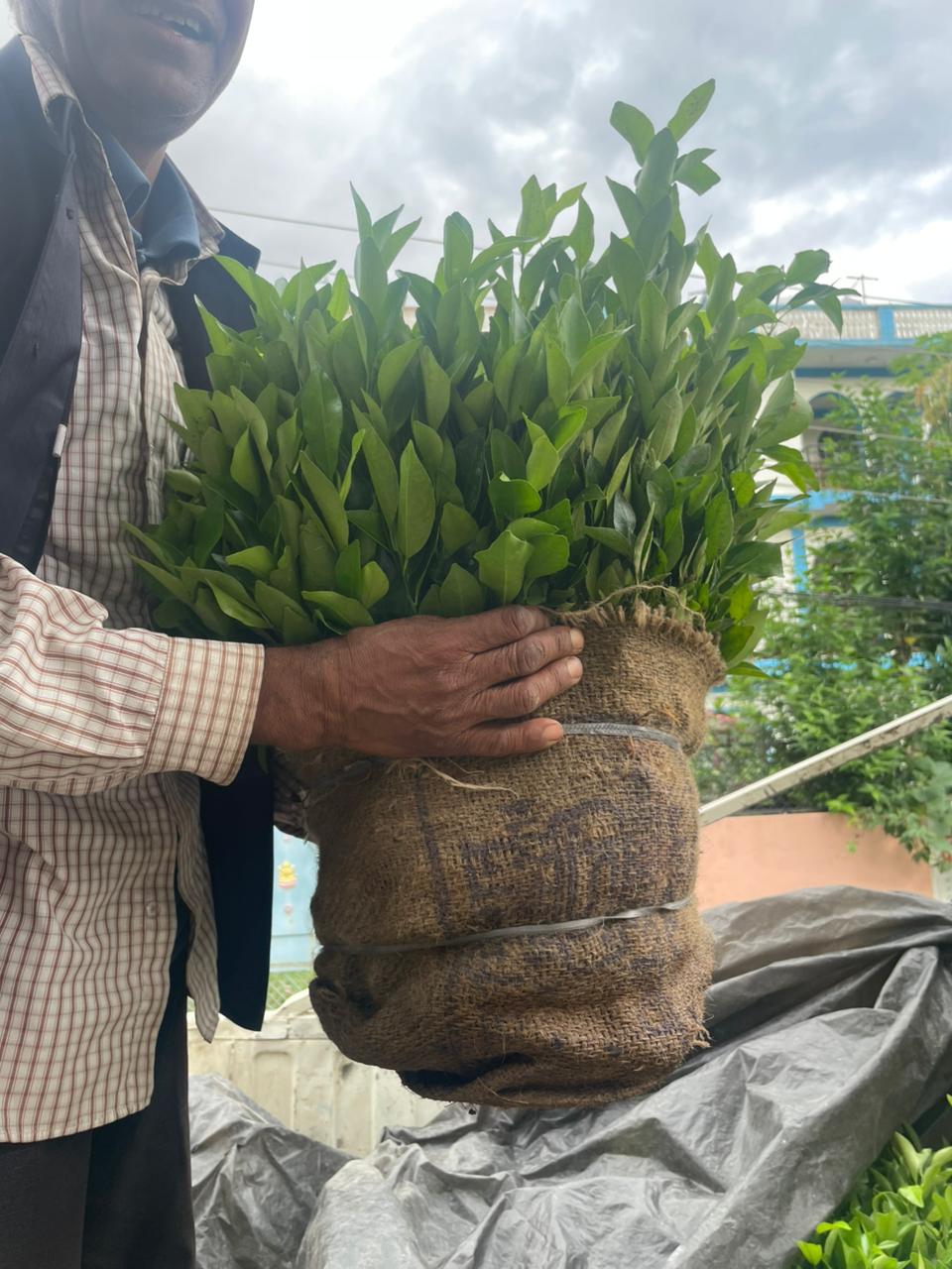 Mandarin Saplings