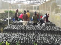 Grafted Plants for Fruit Sapling Production, Subtropical Horticulture Center, Kirtipur