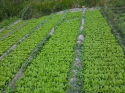 Marpha Broadleaf Mustard Seedling Production and Sale